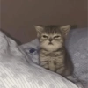 Gatos 14