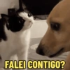 FALEI CONTIGO?