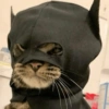 🐈‍⬛🐱🧶 GATOS | CATS 2 🧶🐱🐈‍⬛ 22