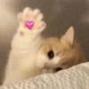 GATOS CHEIOS DE AMOR 💕 10
