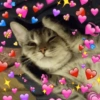 Gatos Amor💖💙💛 30