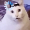 🐈‍⬛🐱🧶 GATOS | CATS 5 🧶🐱🐈‍⬛ 7