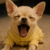 🐕Perros muy funny Dogs 🐶😂 20