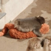 Monito Punch y su peluche🐵🧸✨ 11