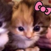Gatitos 🥰 7