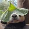 Panda Folha