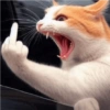 Meme kucing Lucu 🐱 12