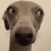 Cachorros engraçados  10