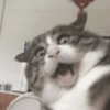 Shocked Cat Face