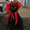 Gato halloween 7