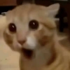 🐈‍⬛🐱🧶 GATOS | CATS 2 🧶🐱🐈‍⬛ 10