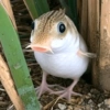 Удивлённый Рыбозуб