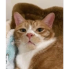 Kucing Oren imoet  7