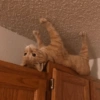 Gatitos Random ✨️😻 13