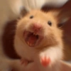 Hamsters Fofinhos 🐹 21