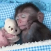 Reações de macaco | monkey 🐒 15