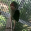 Animais  12