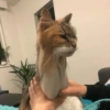 Gatitos para reaccion ✨️🫶😽 10