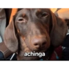 achinga SALCHICH SCR