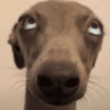 Cachorros engraçados  15