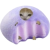 Mochi cat  5