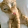 Gatinhos reativos 🐾 5
