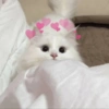 Michis para el chat🐱💬 14