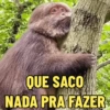 MACAQUINHA XINGXING 🐵🤎 16