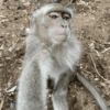 Reações de macaco | monkey 🐒 11