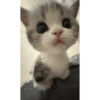 Cats 11