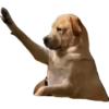 Собака Дай Пять