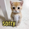 sorry
