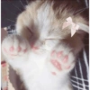 Gatitos 😍 8