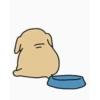 Dog 5