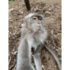 macaco 8 🤳
