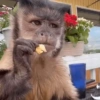 🐵 Очень милые обезьянки 🐒✨🐒 18