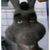 Burro do Shrek 23