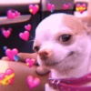 envia para o mozão | amor ❤️ 17 🐶