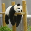 Panda Pendurado Preguiçoso