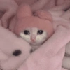 ⋆🐾 gatos tristes ᓚ₍ ^•⁠ ⁠ᴥ •^₎ 16