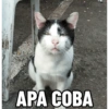 APA COBA
