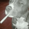 Gatos y perros locos 17