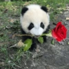 Panda Romântico