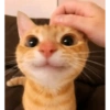 Cats 7