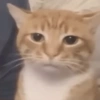 😼🫐 TikTok Cats 🫐😼 7