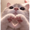 Meme kucing tikus anjing  18