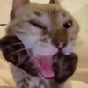 🐈‍⬛🐱🧶 GATOS | CATS 2 🧶🐱🐈‍⬛ 9