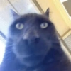 Cat Reaction 22
