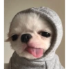 Kucing anjing lucu 17