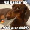 Cachorro  15